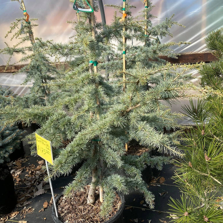 Cedrus atlantica 'Horstmann' ~ Horstmann Blue Atlas Cedar