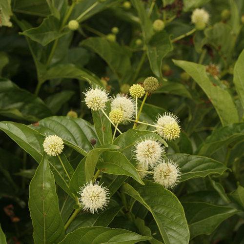 Cephalanthus occidentalis 'SMCOSS' ~ Arbusto de botones Sugar Shack®