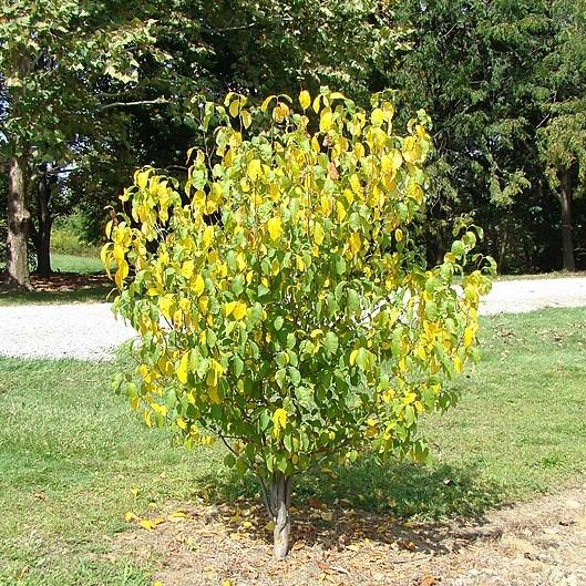 Lindera benzoin ~ Spice Bush