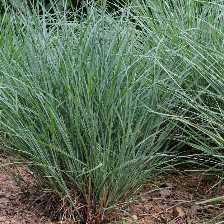 Schizachyrium scoparium 'Twilight Zone' PP27432 ~ Twilight Zone Little Bluestem