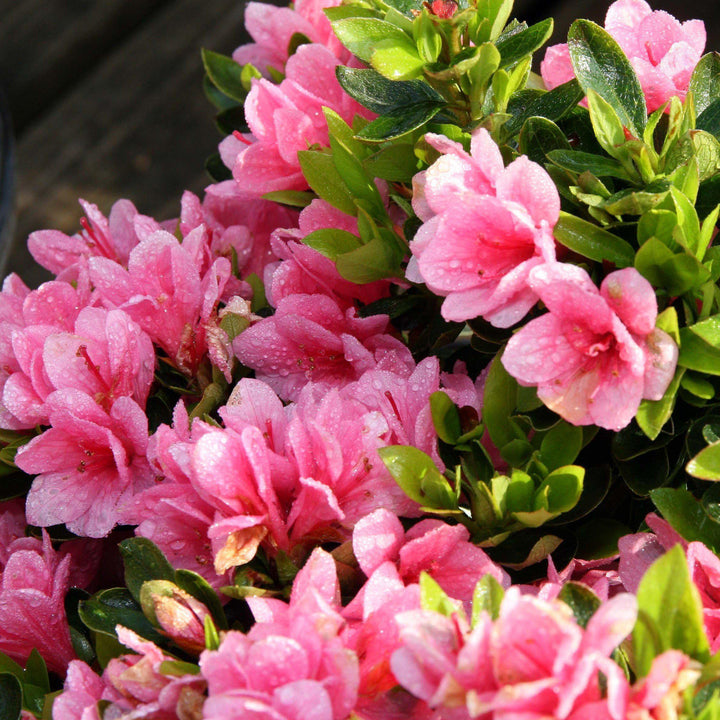 Azalea kurume 'Coral Bells' ~ Coral Bells Azalea