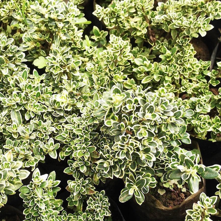 Buxus sempervirens 'Variegata' ~ Boj abigarrado