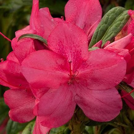 Rododendro 'Robleu' ~ Encore® Autumn Jewel™ Azalea