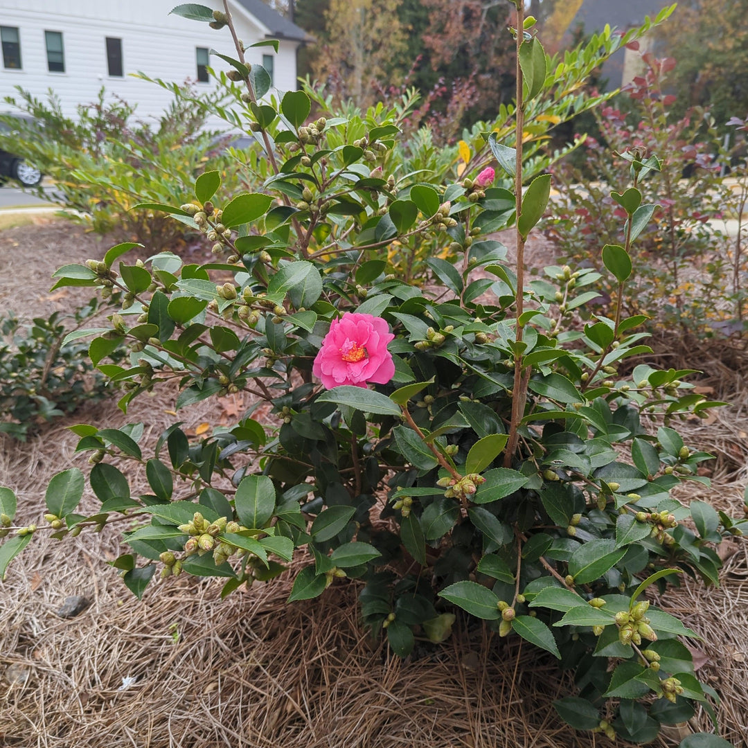 Camelia 'Alegría del invierno' ~ Camelia Alegría del invierno