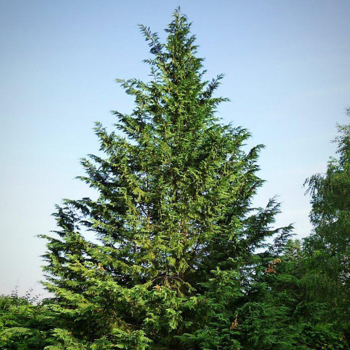 Cupressocyparis leylandii ~ Leyland Cypress