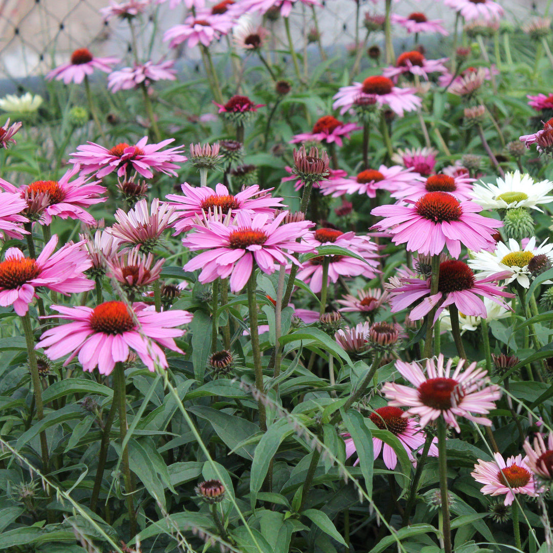 Echinacea purpurea 'Magnus' ~ Magnus Echinacea, Coneflower