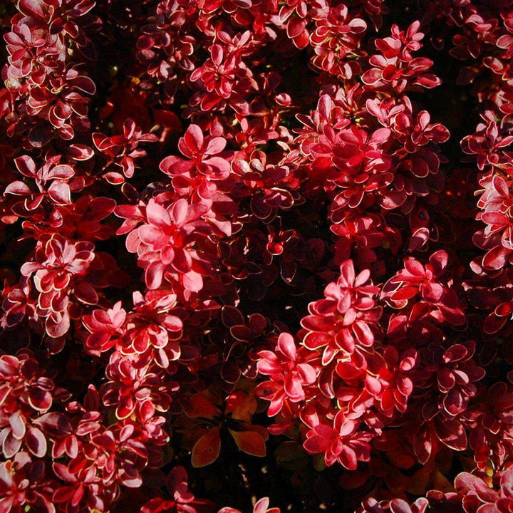 Berberis thunbergii 'Admiration' ~ Admiration Barberry