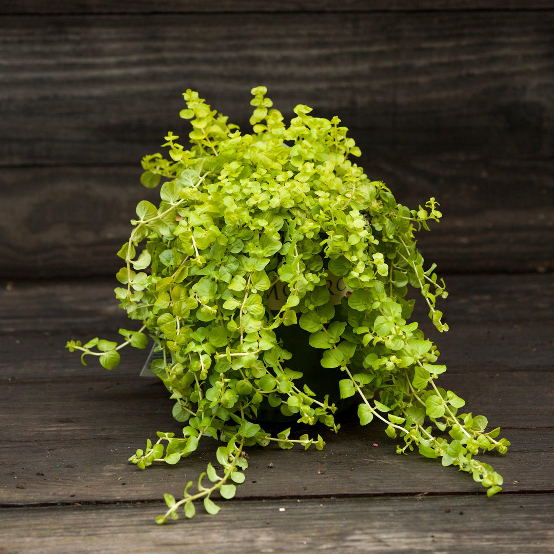 Lysimachia nummularia 'Aurea' ~ Golden Creeping Jenny