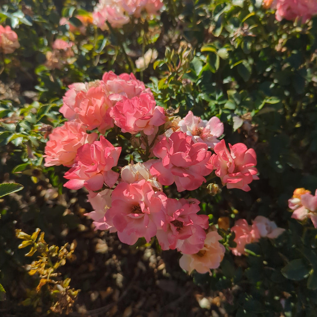 Rosa 'Meiggili' PP18,542 ~ Rosa Peach Drift®