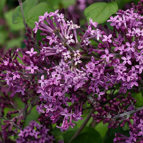 Syringa x 'SMSJBP7' ~ Bloomerang® Dark Purple Lilac