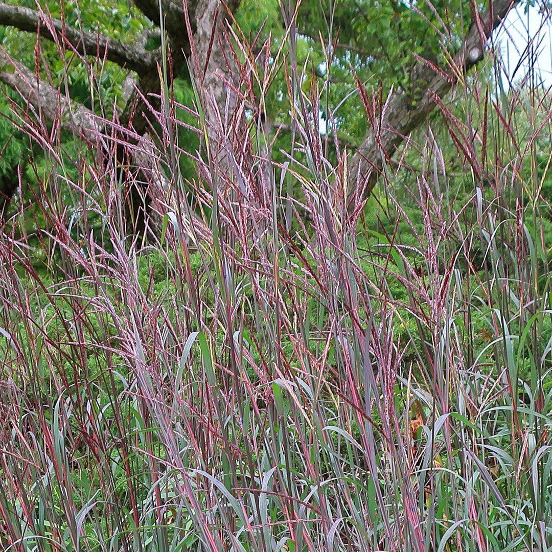 Andropogon gerardii 'Blackhawks' ~ Blackhawks Big Blue Stem