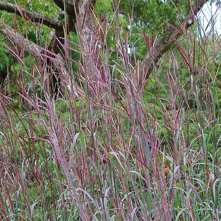 Andropogon gerardii 'Blackhawks' ~ Blackhawks Big Blue Stem