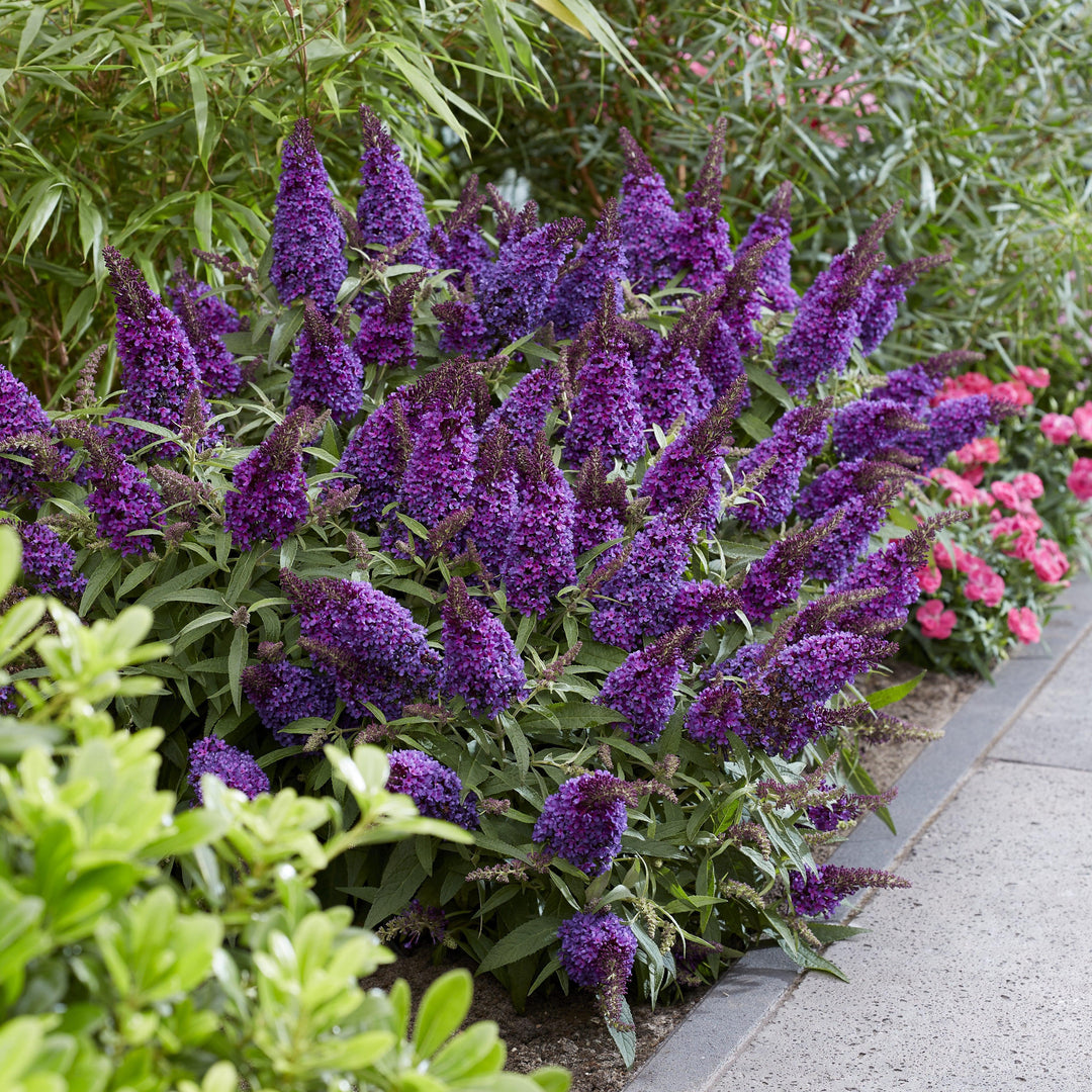 Buddleia davidii 'BotEx 001' PP34,515 ~ Butterfly Candy™ Li'l Grape™ Butterfly Bush