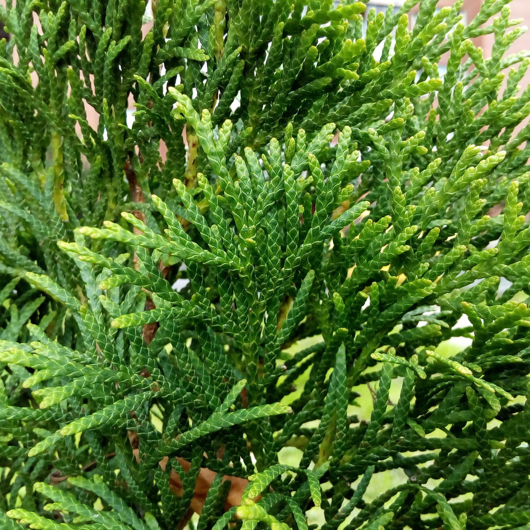 Thuja occidentalis 'Pilar americano' ~ A toda velocidad A Hedge® Arborvitae