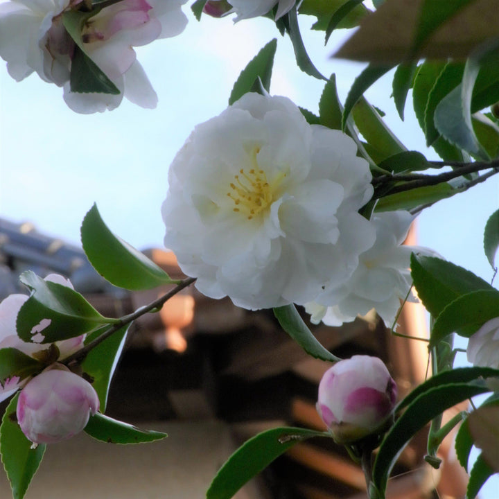 Camellia sasanqua 'Autumn Rocket' ~ Otoño Rocket Camellia