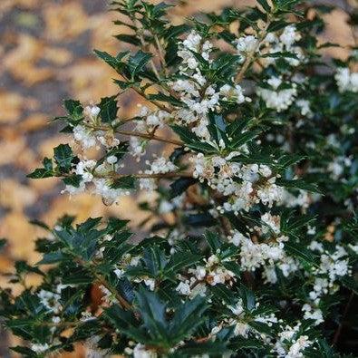 Osmanthus heterophyllus 'Kaori Hime' ~ Party Princess® Tea Olive