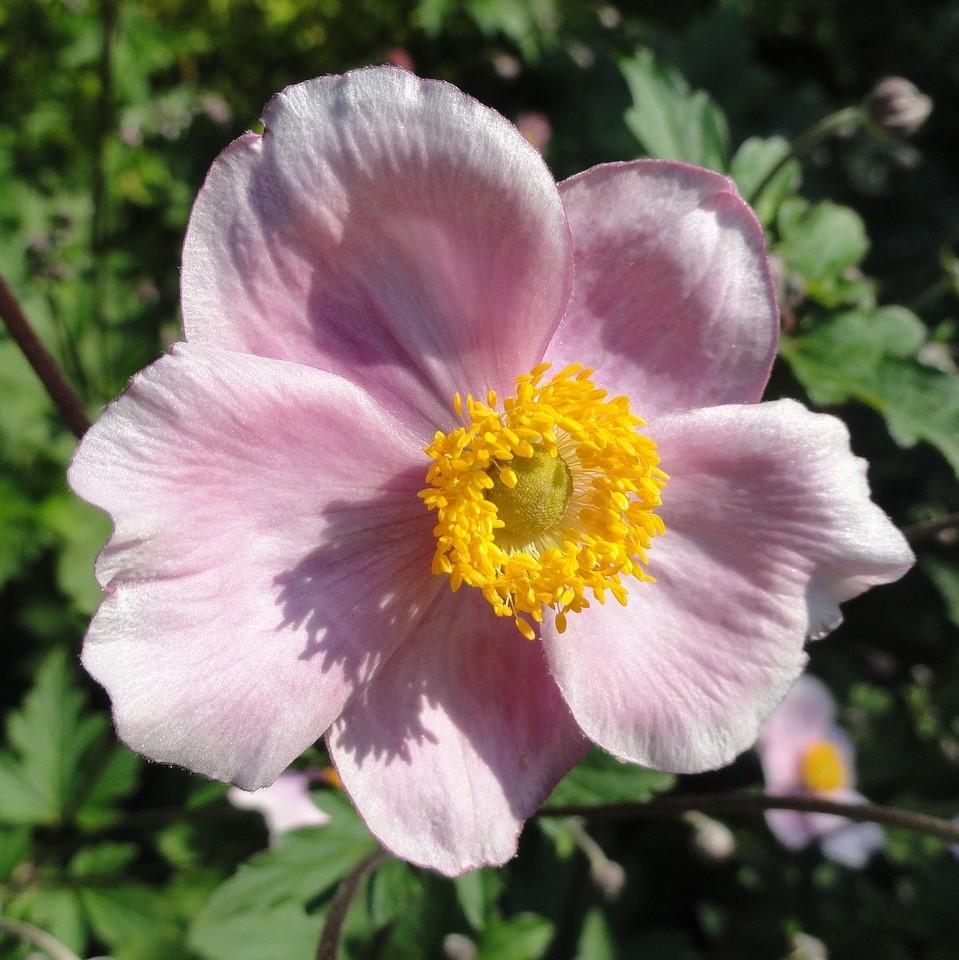 Anemone tomentosa 'Robustissima' ~ Robustissima Grape Leaf Anemone