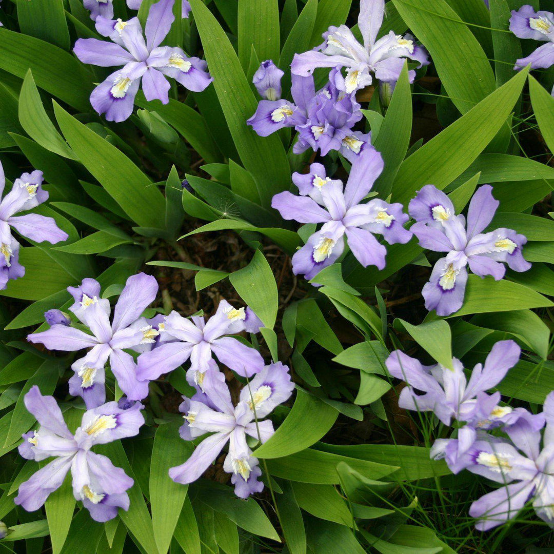 Iris cristata ~ Dwarf Crested Iris