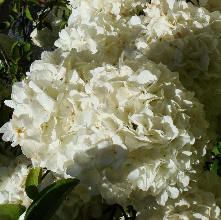 Viburnum macrocephalum 'Estéril' ~ Viburnum estéril, bola de nieve china