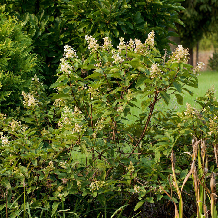 Hortensia paniculata 'Tardiva' ~ Hortensia Tardiva