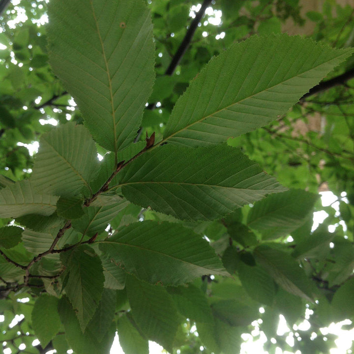 Carpinus caroliniana ~ American Hornbeam, Musclewood