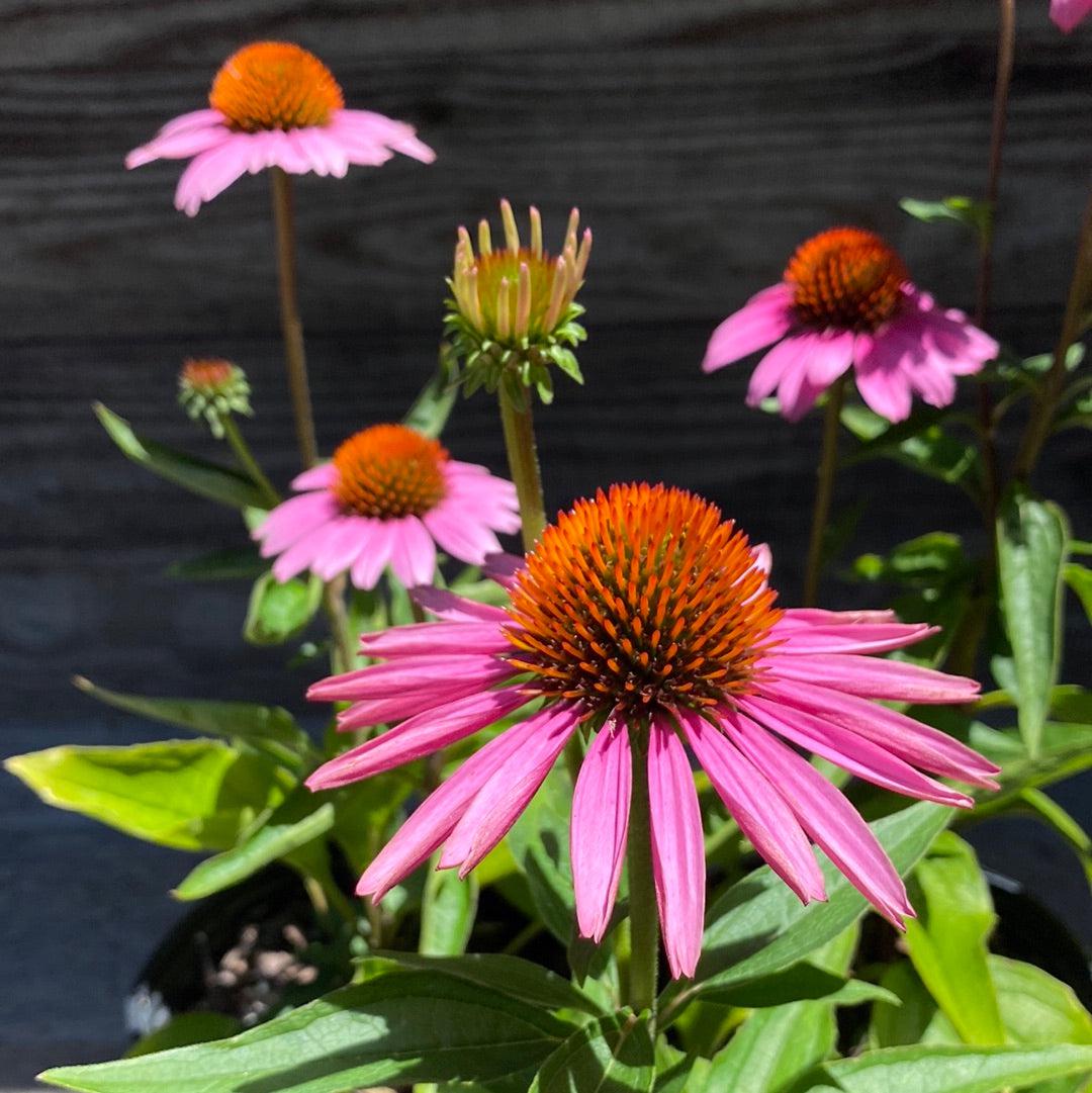 Echinacea purpurea 'Magnus' ~ Magnus Echinacea, Coneflower