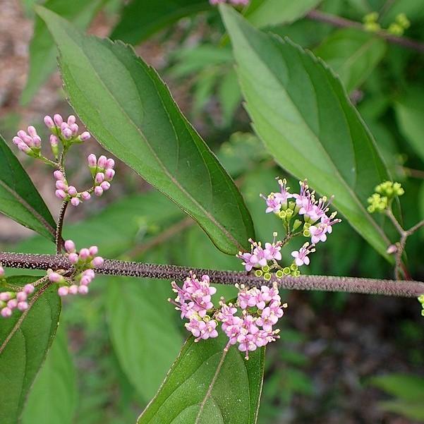 Callicarpa dichotoma 'Issai ~ Issai Beautyberry