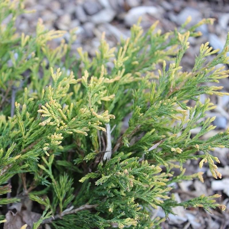 Juniperus horizontalis 'Limeglow' ~ Limeglow Creeping Juniper