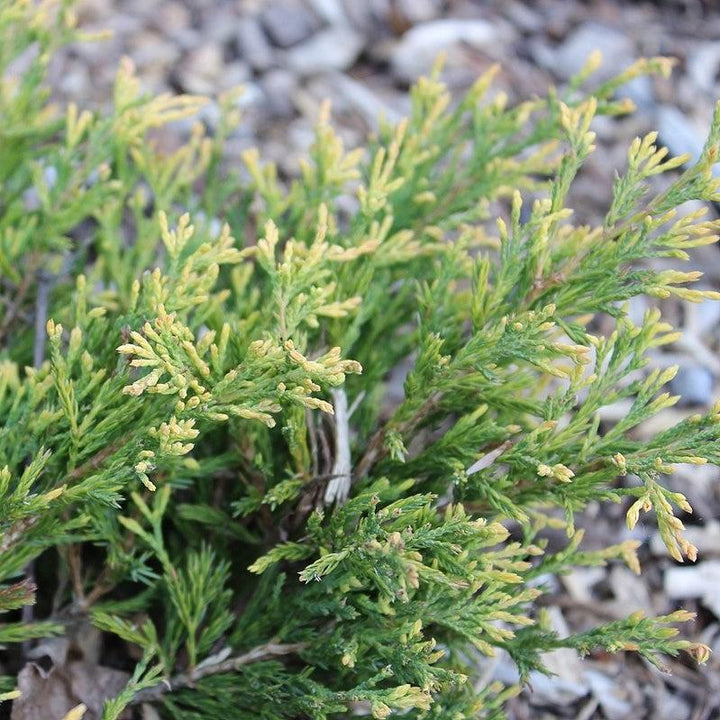 Juniperus horizontalis 'Limeglow' ~ Enebro rastrero Limeglow