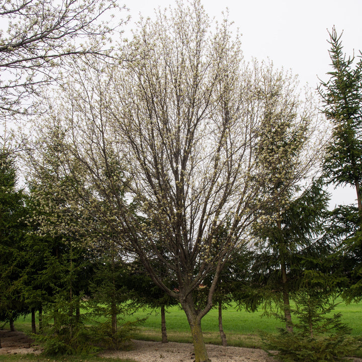 Pyrus calleryana 'Cleveland Select' ~ Cleveland Select Callery Pear