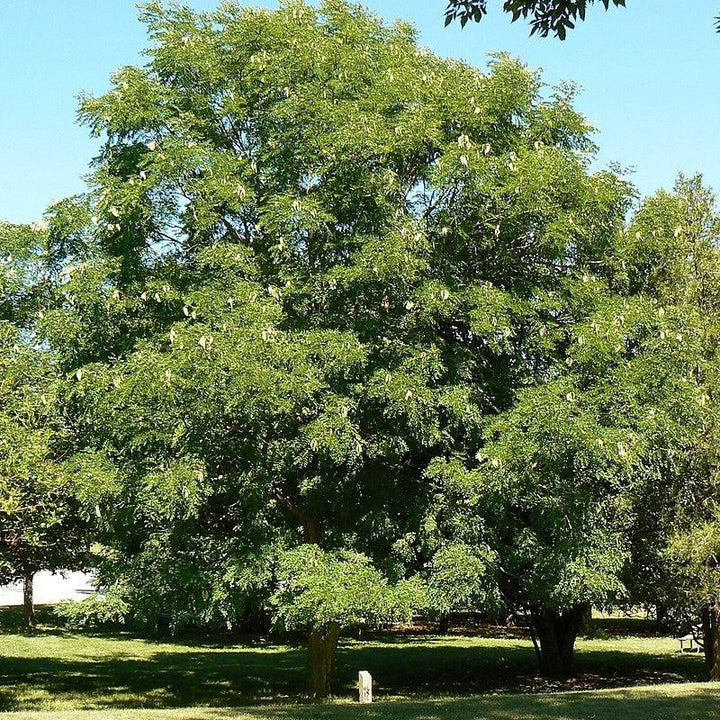 Gymnocladus dioicus ~ Kentucky Coffeetree