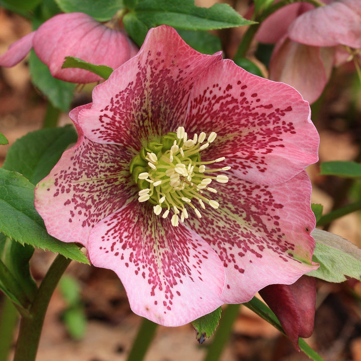 Helleborus orientalis 'Brandywine' ~ Brandywine™ Lenten Rose