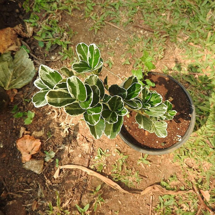 Buxus sempervirens 'Variegata' ~ Boj abigarrado