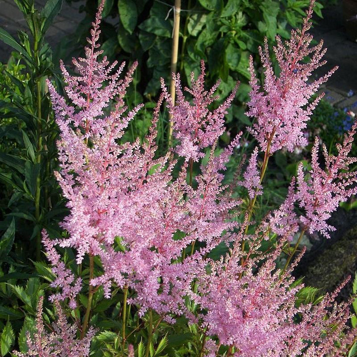 Astilbe simplicifolia 'Hennie Graafland' ~ Hennie Graafland Star Astilbe