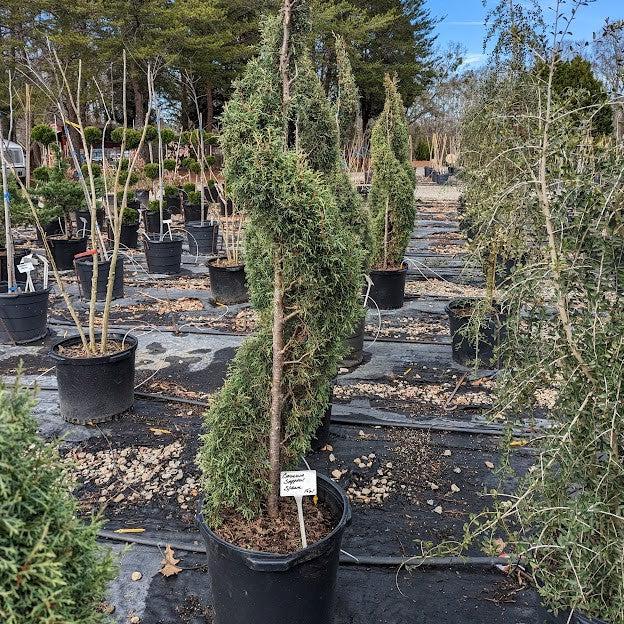 Cupressus arizonica glabra 'Carolina Sapphire' ~ Carolina Sapphire, Smooth Arizona Cypress