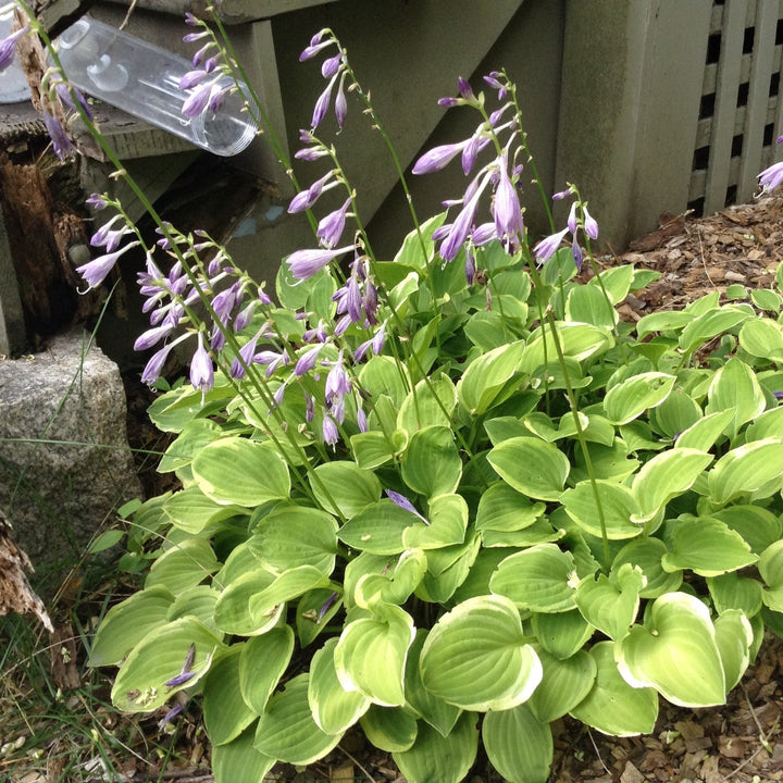 Hosta x 'Golden Tiara' ~ Golden Tiara Hosta