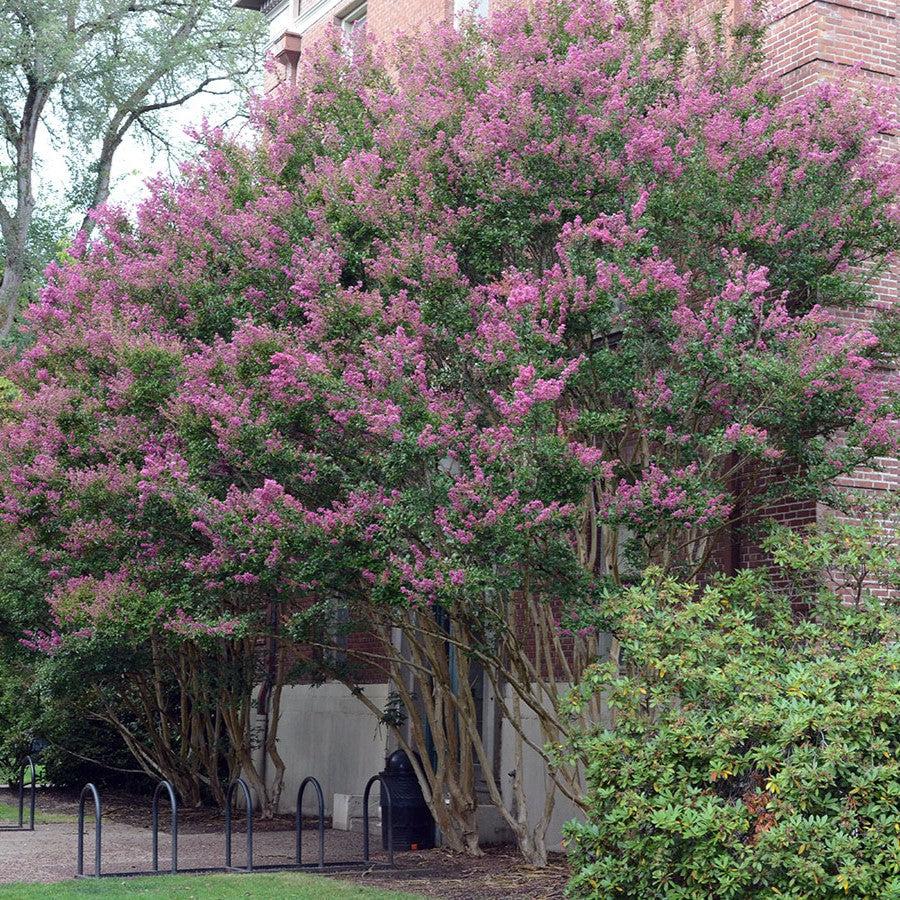 Lagerstroemia indica 'Zuni' ~ Zuni Crape Myrtle