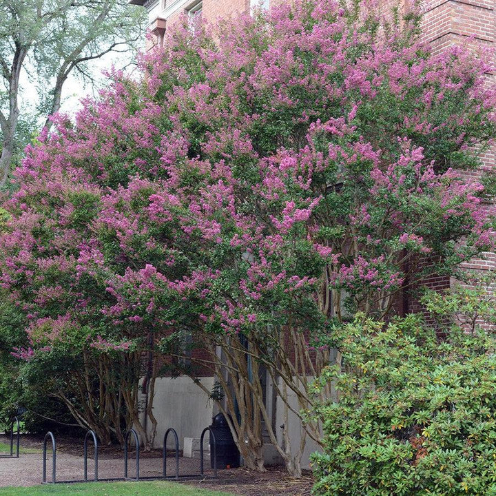 Lagerstroemia indica 'Zuni' ~ Zuni Crape Myrtle