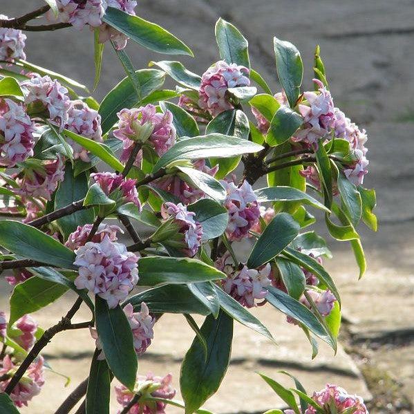 Daphne odora 'Aureomarginata' ~ Daphne de invierno con bordes dorados