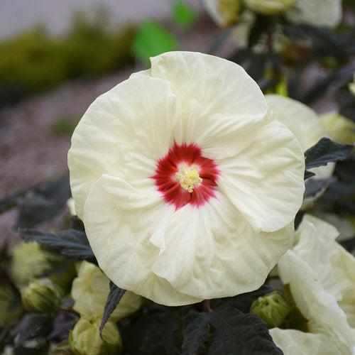 Hibiscus 'French Vanilla' PP33181 ~ Summerific® French Vanilla Hibiscus