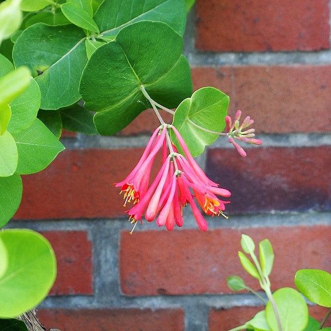 Lonicera x brownii 'Dropmore Scarlet' ~ Dropmore Scarlet Honeysuckle