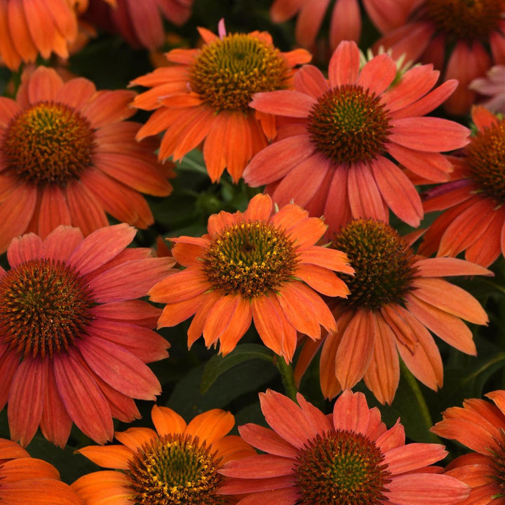 Echinacea 'PAS1257973' ~ Artisan™ Red Ombre Coneflower