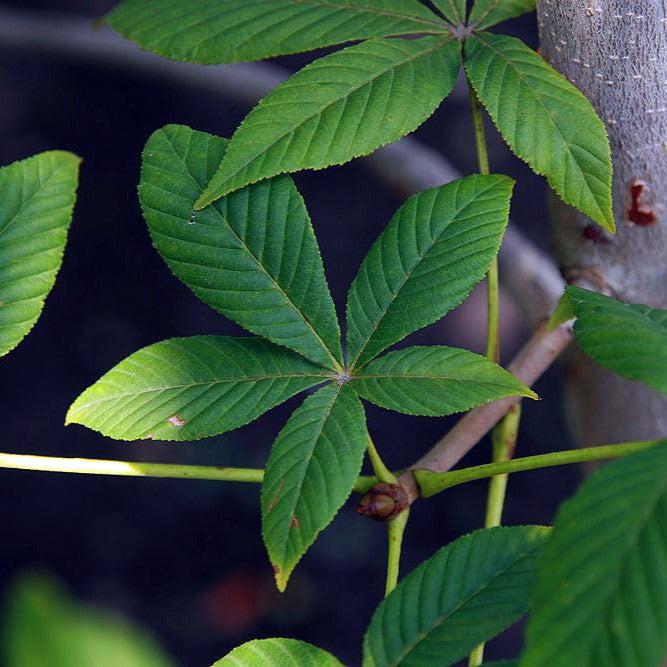 Aesculus x carnea 'Fort McNair' ~ Fort McNair Red Horsechestnut