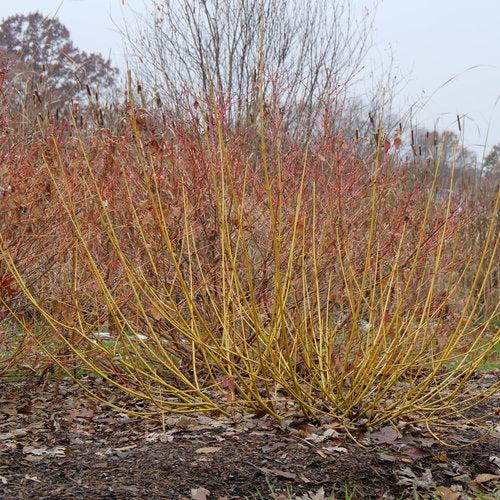 Cornus stolonifera 'SMNCSBD' ~ PW® Arctic Fire® Cornejo de ramita amarilla