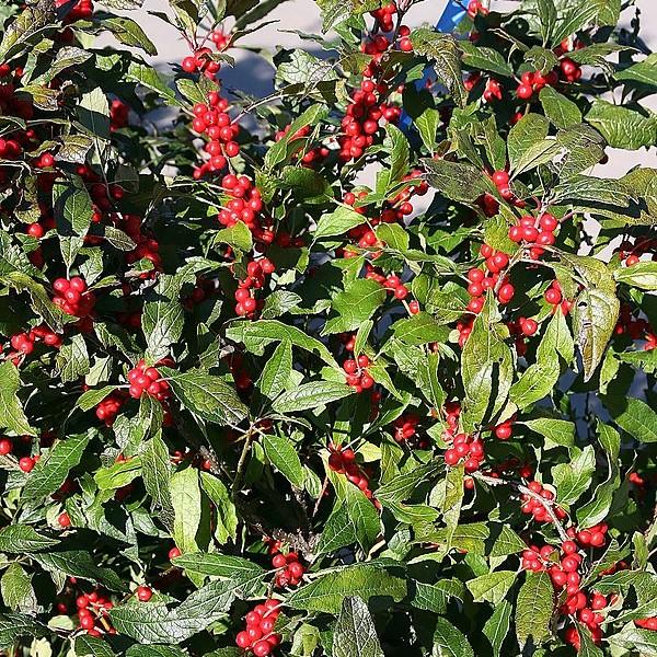 Ilex verticillata 'Winter Red' ~ Invierno rojo Winterberry