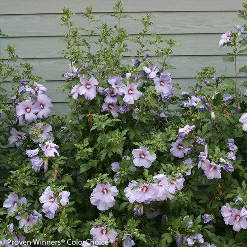 Hibiscus syriacus 'DVPazurri' ~ Azurri Blue Satin® Rosa de Sarón