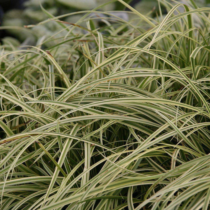 Carex morrowii 'Silver Sceptre' ~ Silver Septre Sedge