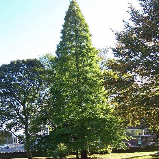 Taxodium distichum ~ Bald Cypress