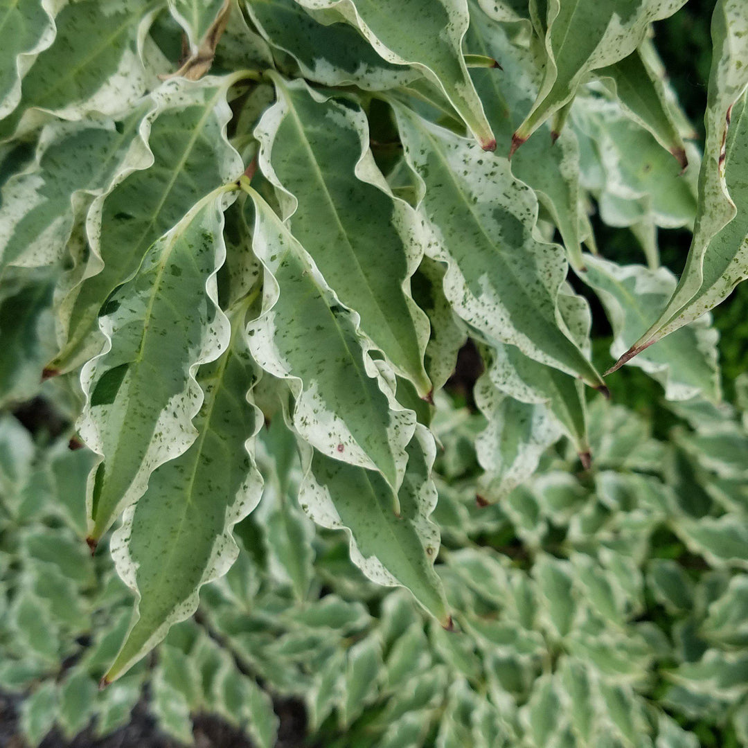 Cornus kousa 'Ojos de lobo' ~ Cornejo de ojos de lobo