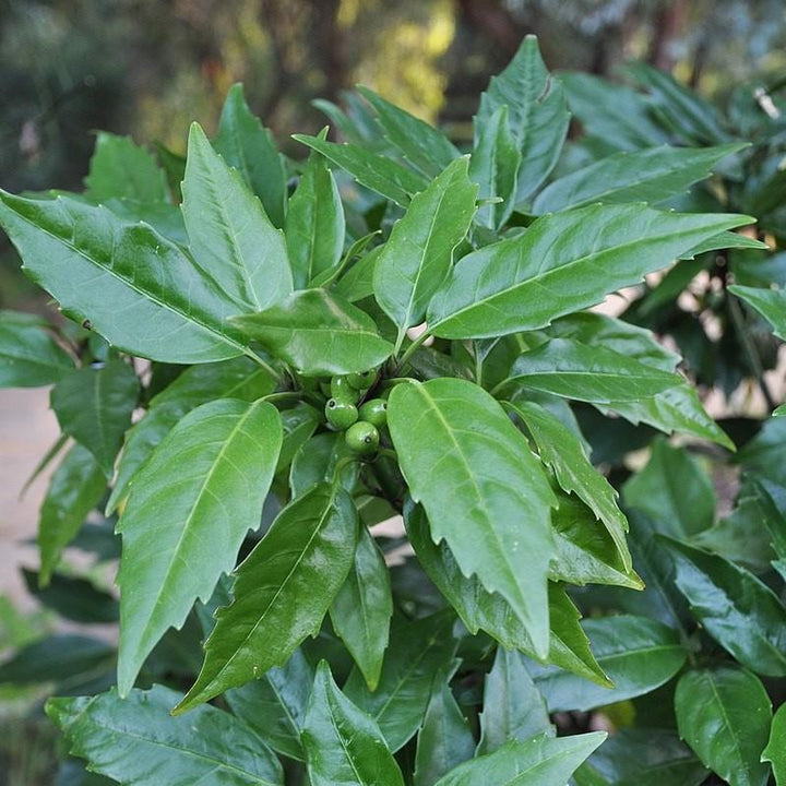 Aucuba japonica 'Serratifolia' ~ Sawtoothed Japanese Aucuba